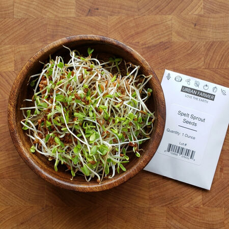 Spelt, Sprout Seeds - 1/4 Pound image number null